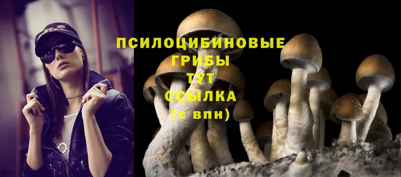 Псилоцибиновые грибы Psilocybe  KRAKEN ссылка  Владимир  наркошоп 